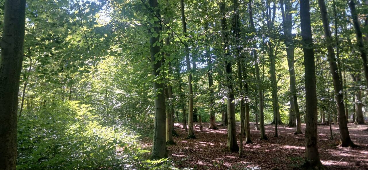 Sous-bois baigné de lumière