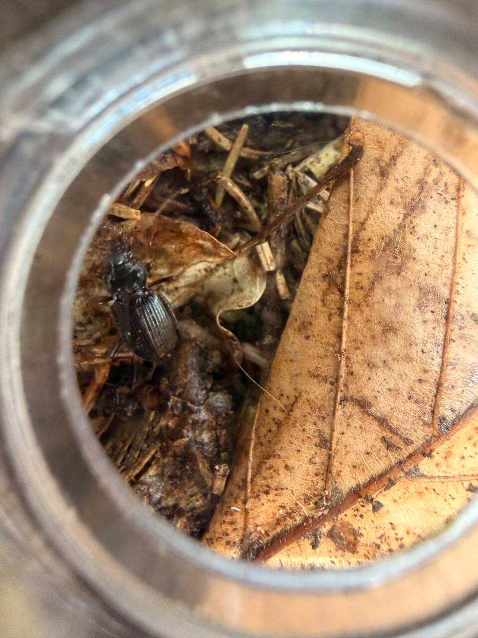 Observation d'un insecte à la loupe pendant un anniversaire nature