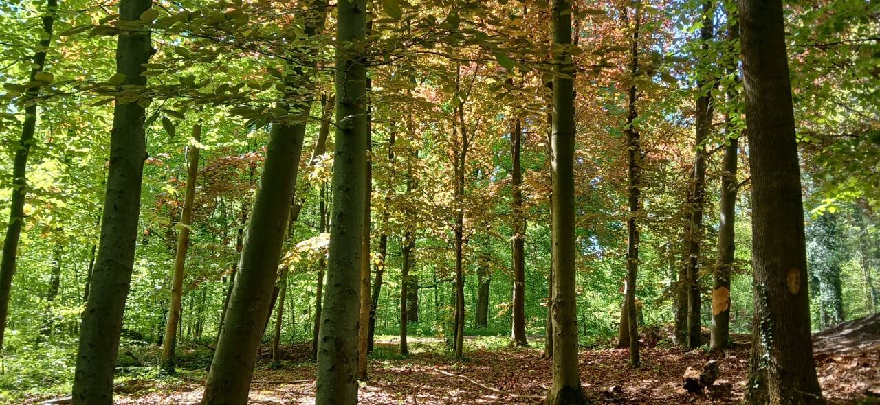 Élèves détendus et souriants lors d'une pause en forêt