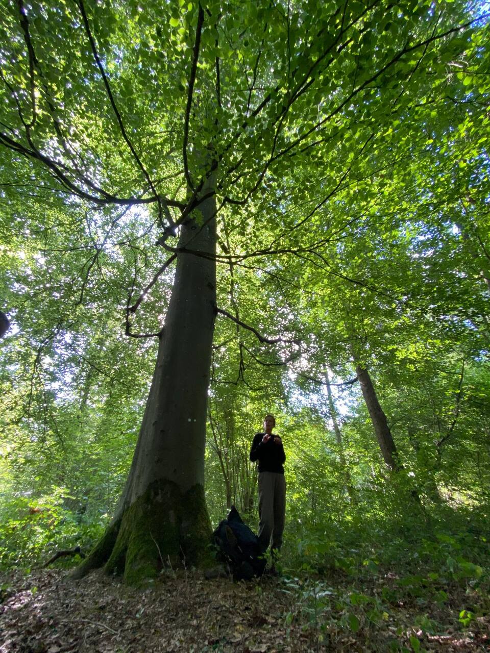 Forêt de Marche-les-Dames