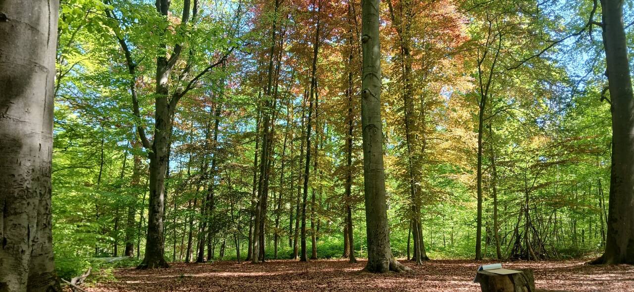 Sous-bois automnal, lumière filtrant à travers les feuilles