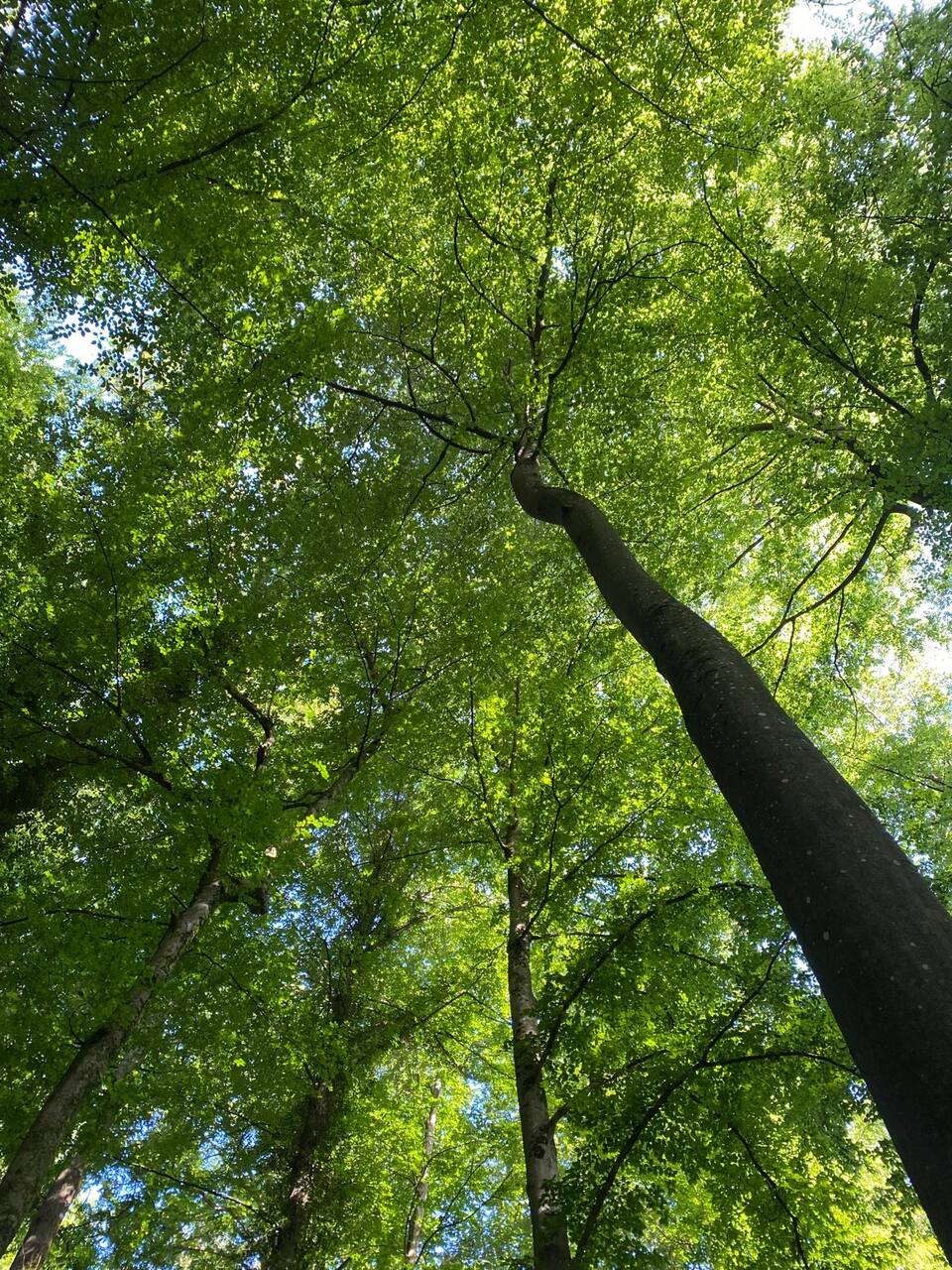 Canopée de la forêt vue depuis le sol